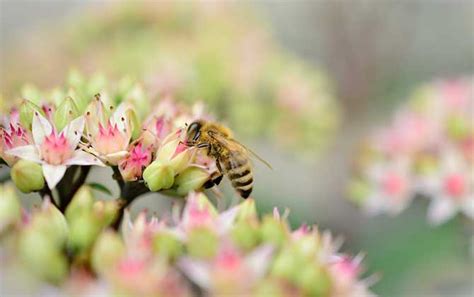 蜜蜂飞进家里风水|这7种动物来家门是吉祥如意的预兆